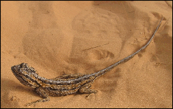 lezard