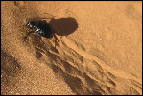 scarab