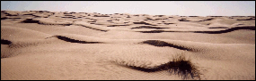 sahara