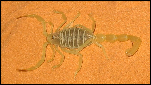 scorpion